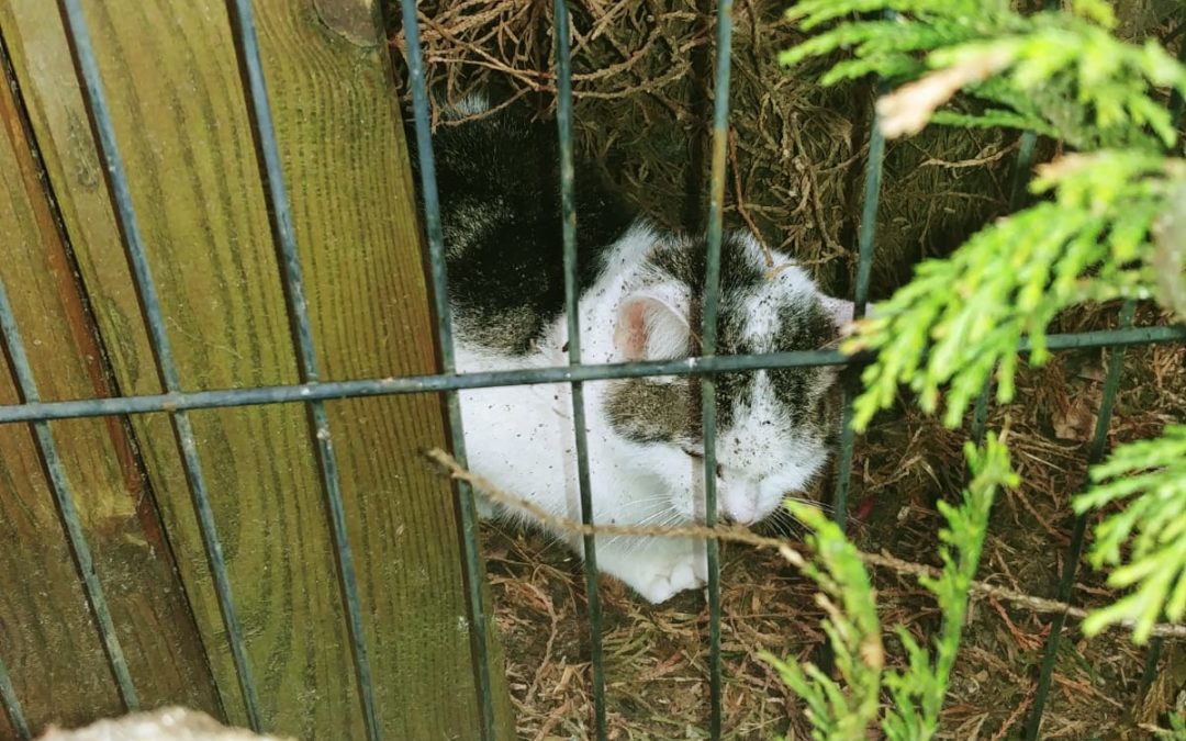 Kater/Wörgl (5/20)