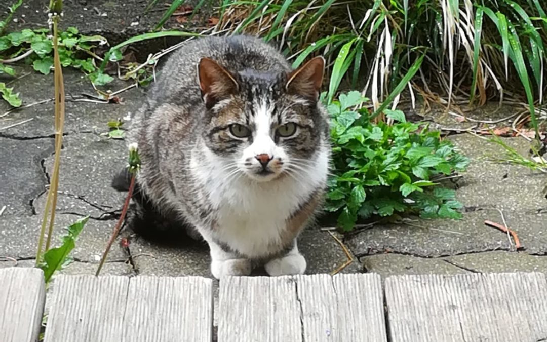 Katze/ Wörgl (4/20)