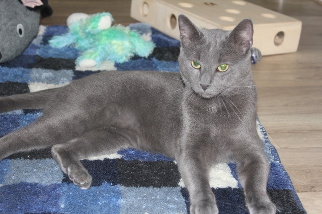 Merlin