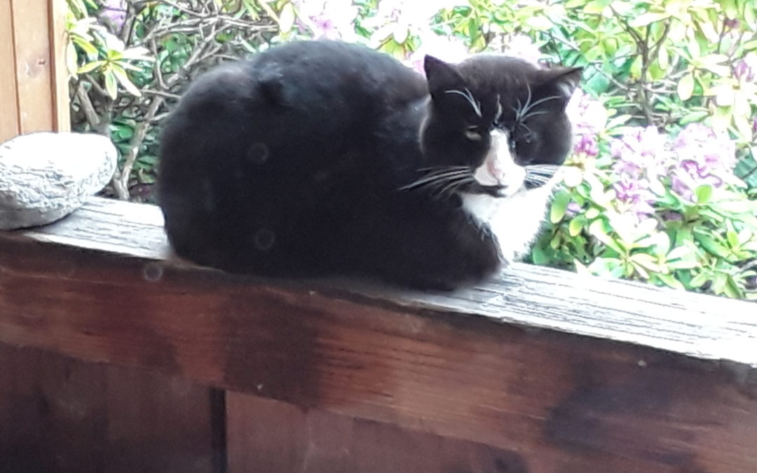 Kater, Alpbach(06/20)