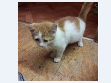 Katze, Angath(06/20)