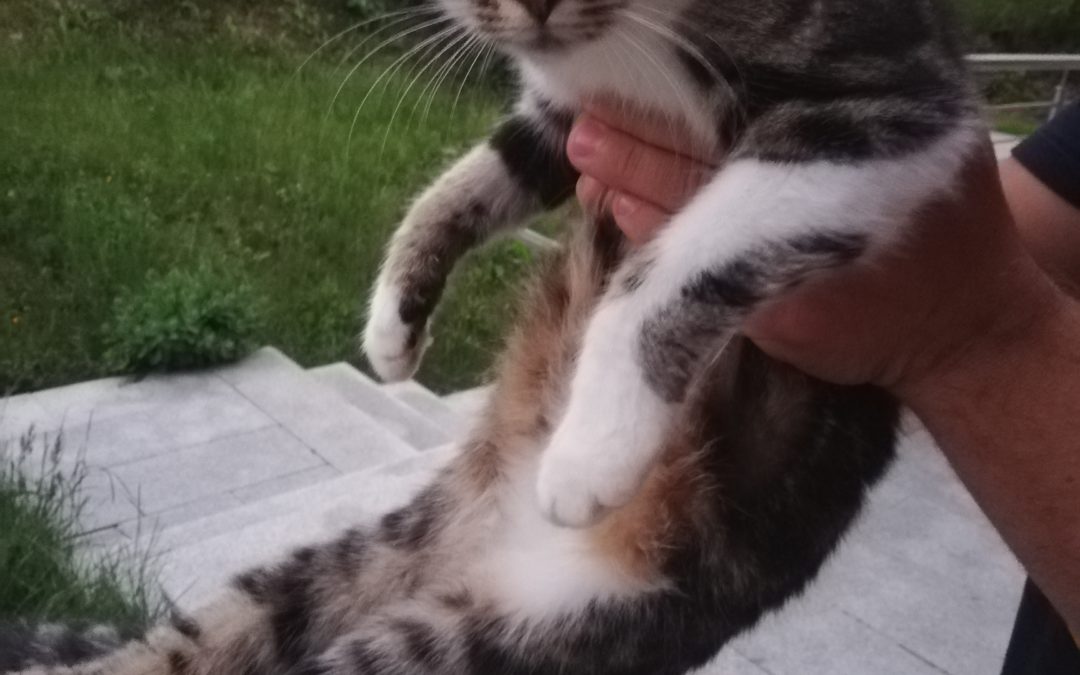 2 Katzen/ Durchholzen (6/20)