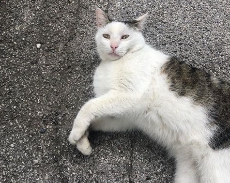 Katze, Innsbruck(06/20)