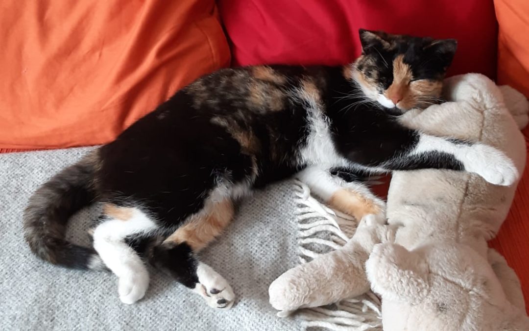 Katze, Innsbruck(06/20)