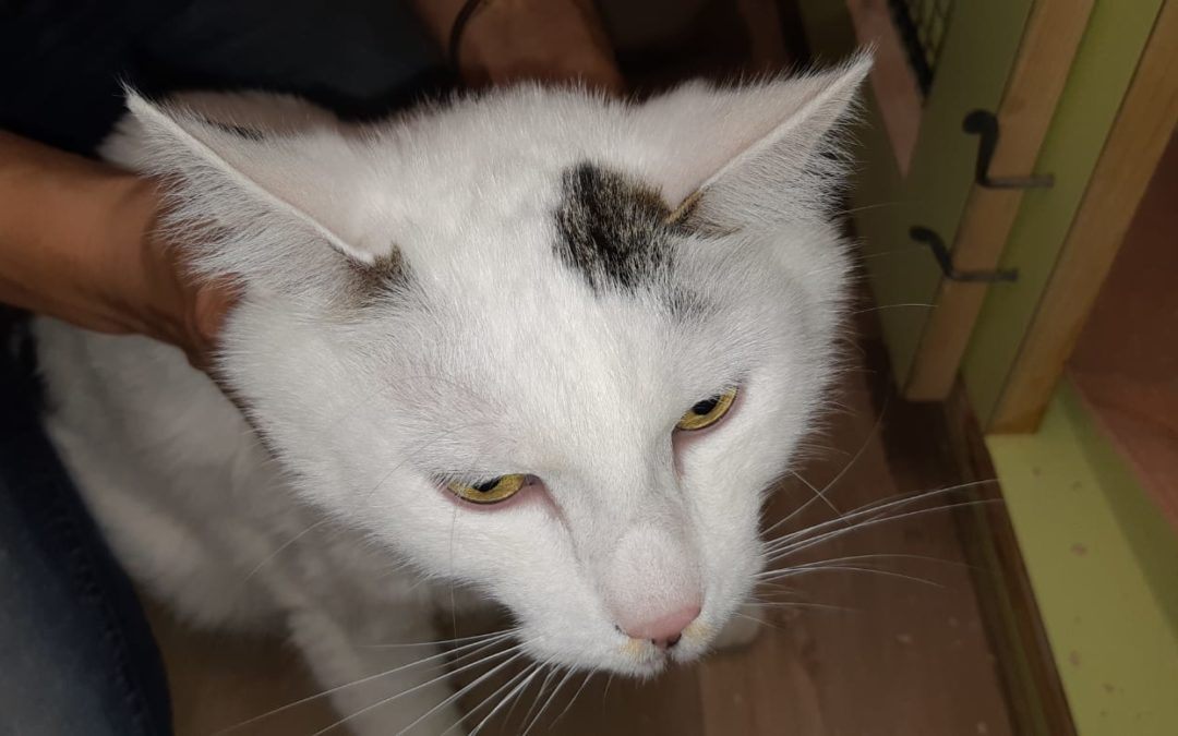 Katze, Innsbruck(06/20)