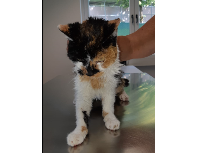 Katze, Innsbruck(06/20)