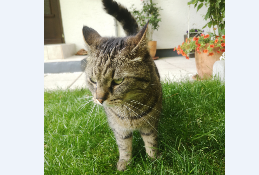 Katze, Silz(06/20)