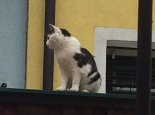 Lisar, Schönwies(06/20)