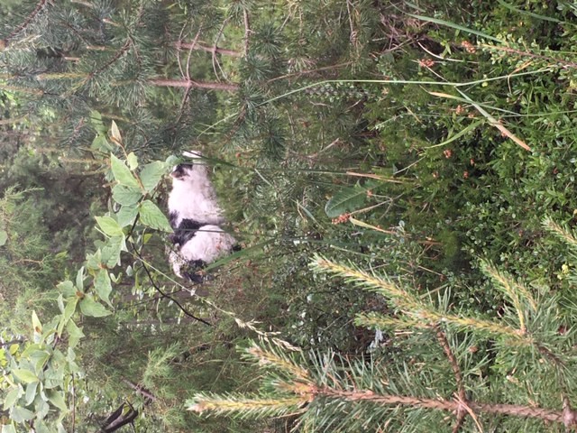 Katze, Telfs(06/20)