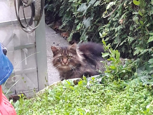 Katze, Hall(06/20)