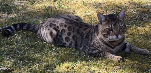 Rocky, Waidring(06/20)