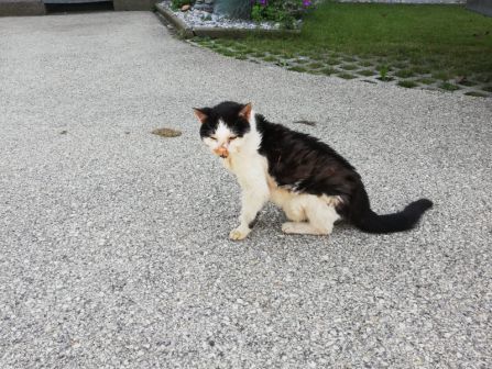 Katze, Wörgl(06/20)