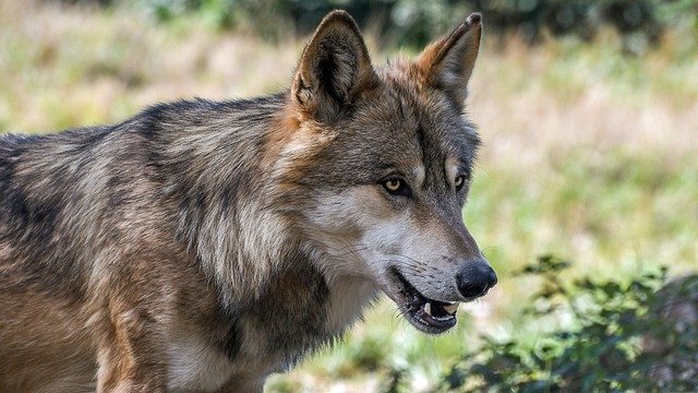 Wolfsmanagement: Herdenschutz und Prozessschutzgebiete als Lösungsansätze