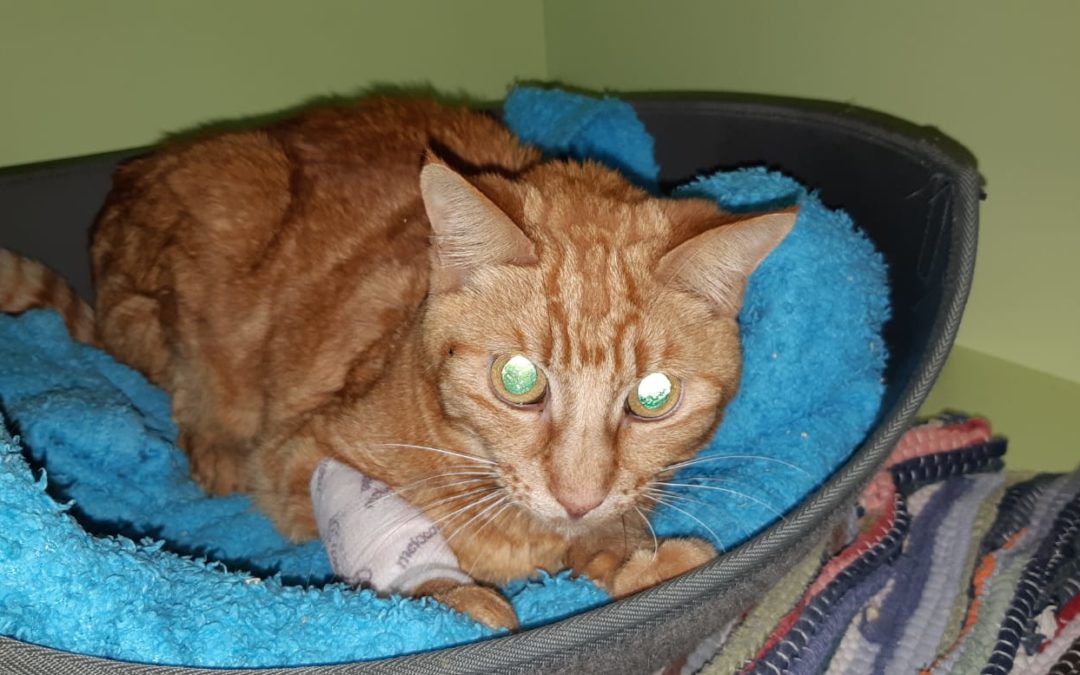 Katze, Telfs(07/20)