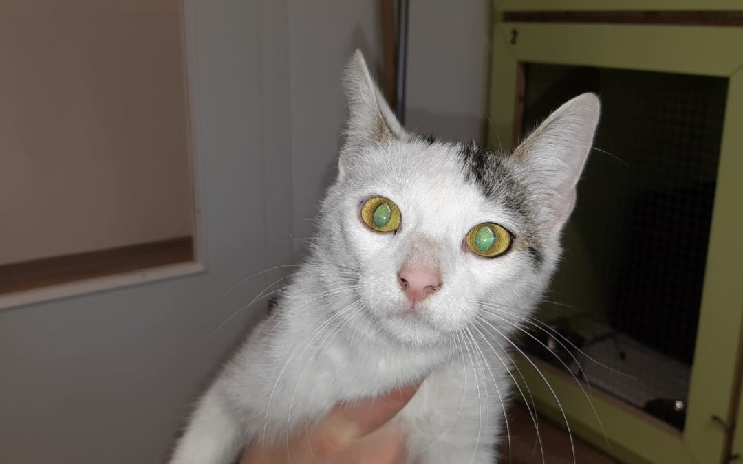 Katze, Innsbruck(07/20)