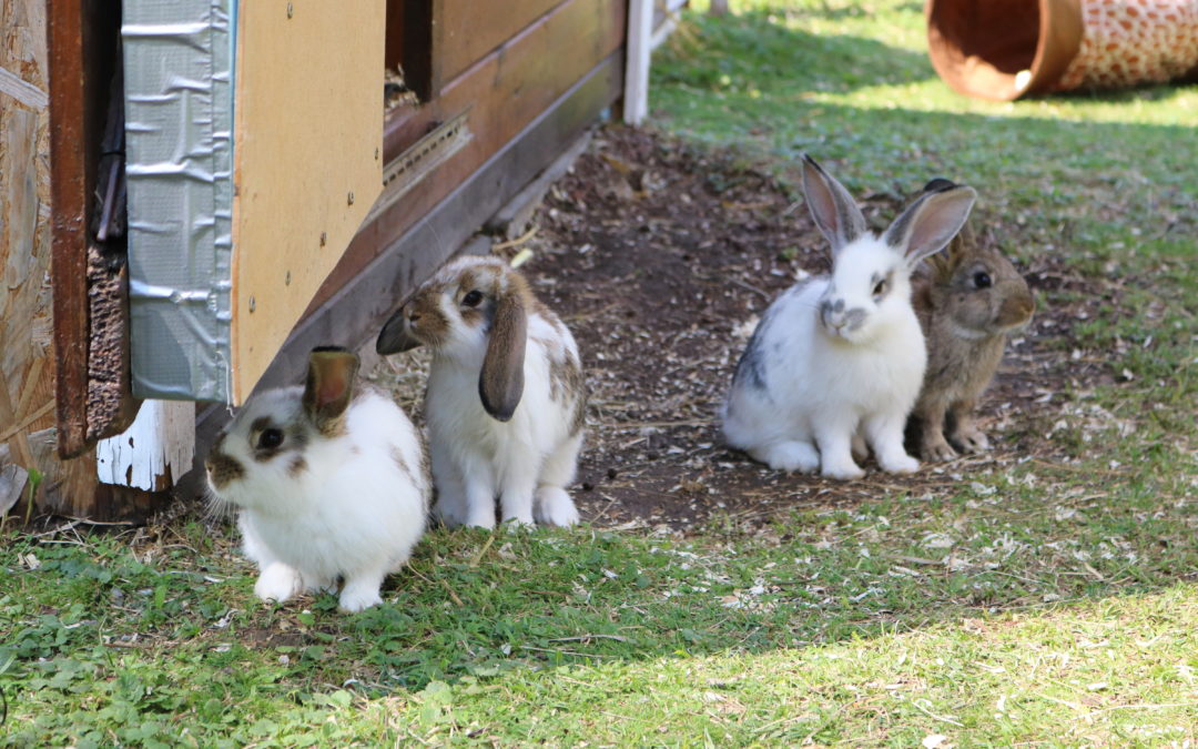 Kaninchenpärchen