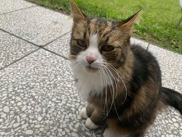 Katze, Innsbruck(07/20)