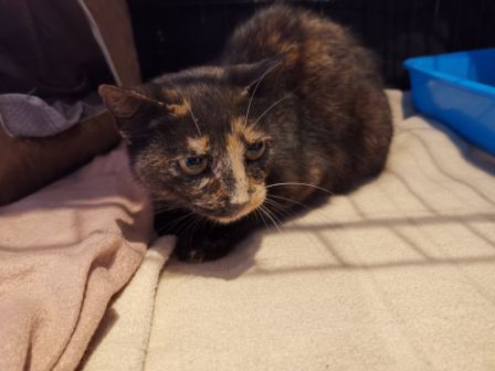 Katze, Kundl (7/20)