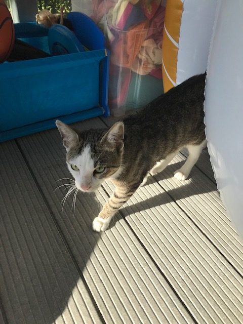 Katze, Kundl (7/20)
