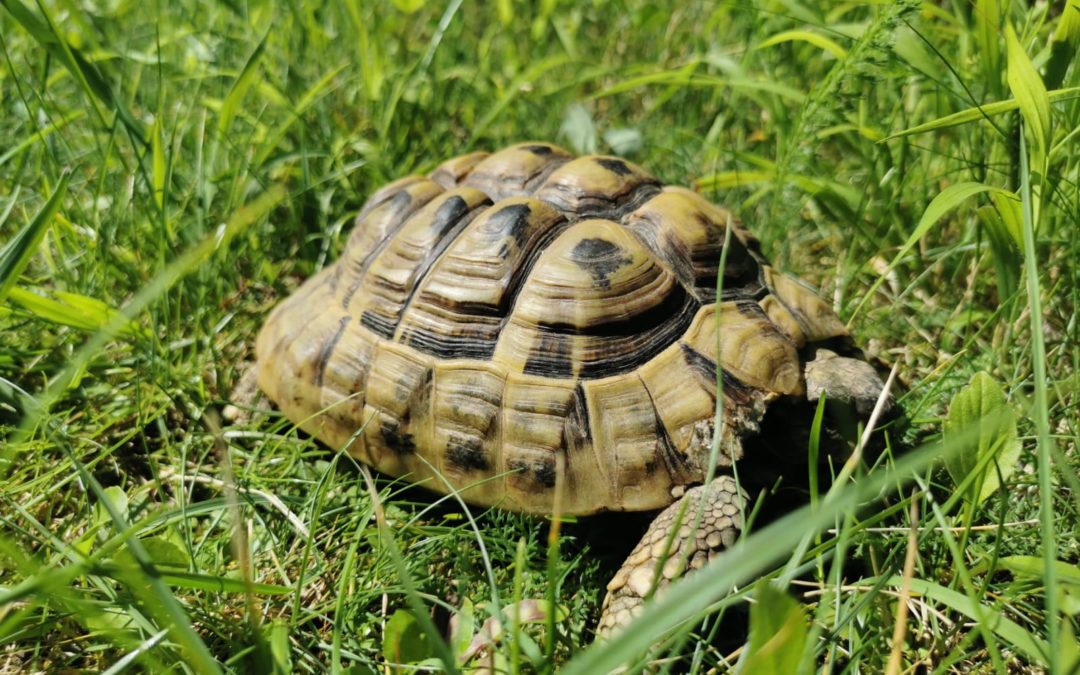 Schildkröte, Götzens(07/20)