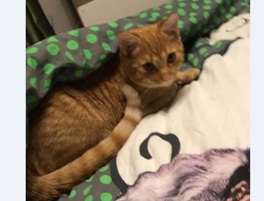 Simba,Mieming(07/20)