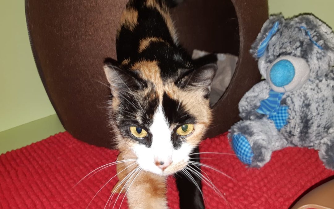 Katze, Natters(07/20)