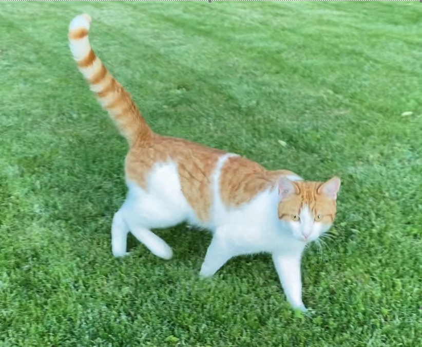 Katze, Pfaffenhofen(07/20)