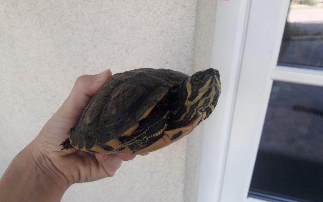 Schildkröte, St. Jodok(07/20)