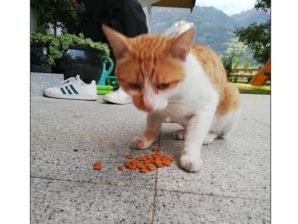 Katze, Stans(07/20)