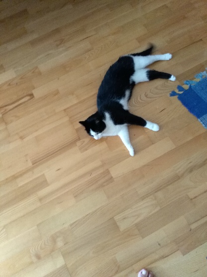 Kater/ Wörgl (2/20)