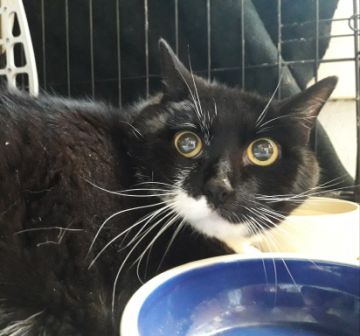 Katze, Wörgl (7/20)
