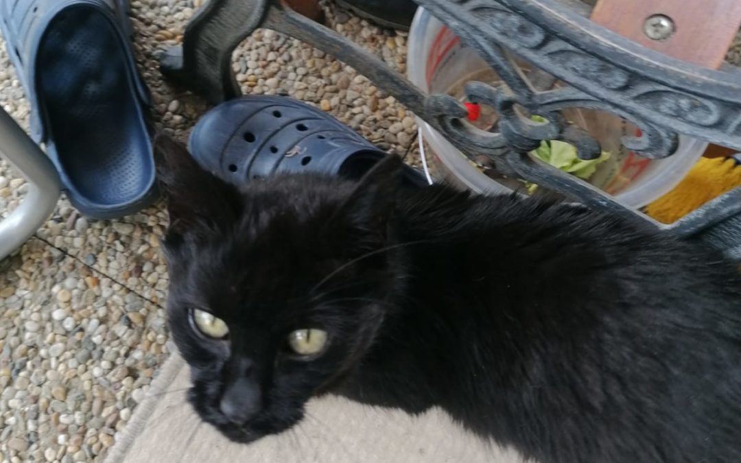 Katze, Wörgl (7/20)