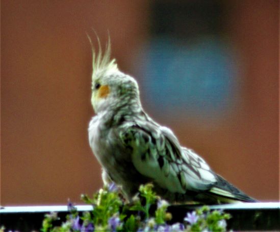 Nymphensittich, Innsbruck(07/20)