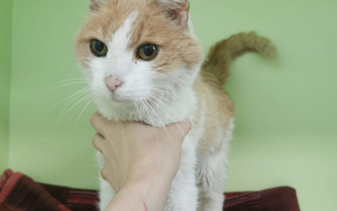 Katze, Innsbruck(07/20)