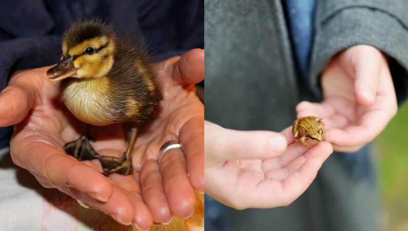 tipps-tricks-tierschutz