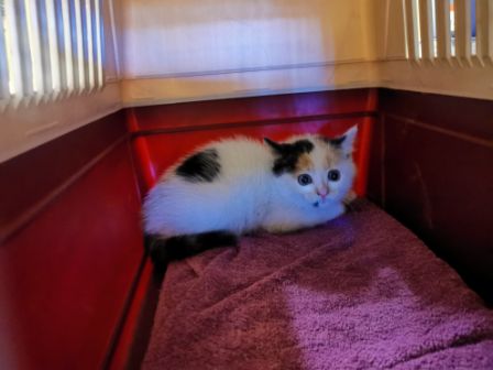 Katze, Bad Häring (8/20)