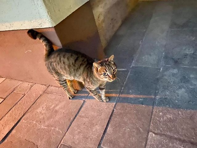 Katze, Brixlegg (8/20)