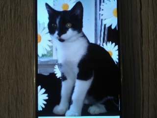 Kater, Igls (8/20)
