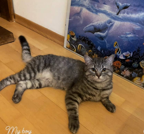 Kater, Ibk (8/20)