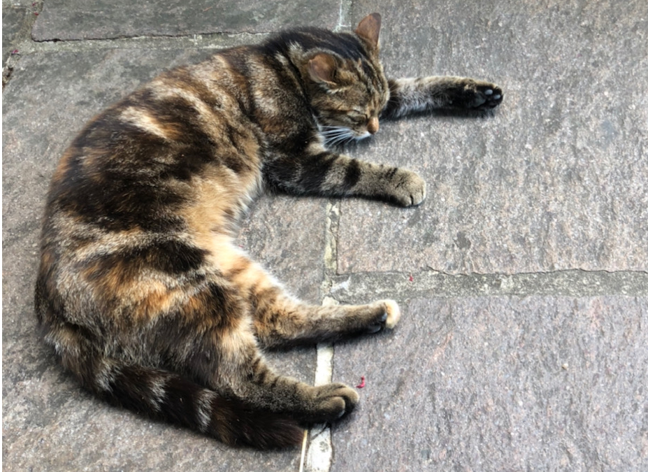 Katze, Westendorf(08/20)