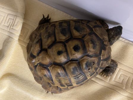 Schildkröte, Kufstein (7/20)