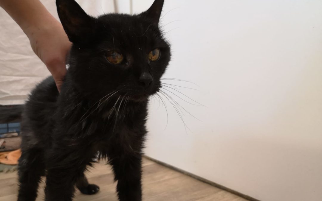Katze, Mils (8/20)