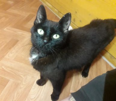 Katze, Niederndorferberg (8/20)