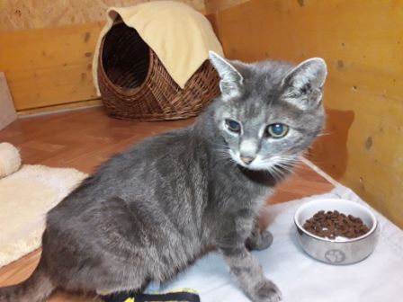 Katze, Niederndorferberg (8/20)