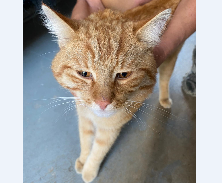 Kater, Rum(08/20)