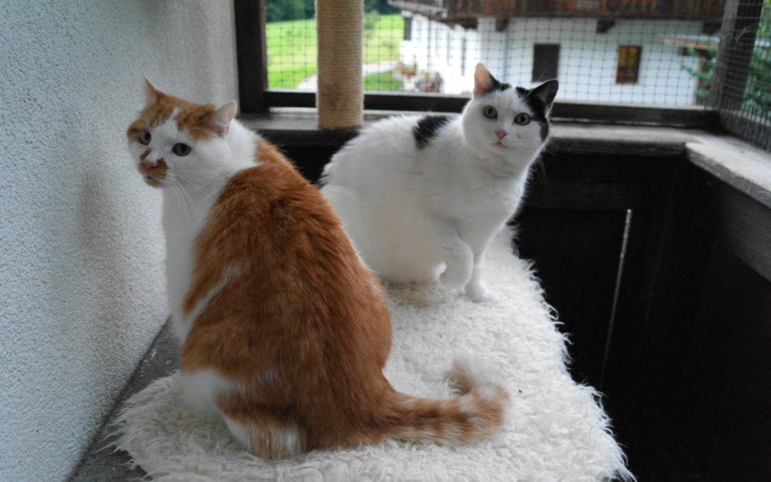 Miezi & Katerle