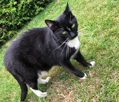 Katze, Telfs(08/20)