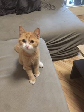 Kater, Wörgl (8/20)