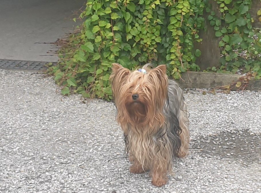 Hund, Wörgl (8/20)