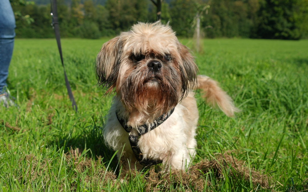 Benji